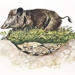 Wild boar (Sus scrofa) guarding its nest, illustration