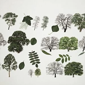 Willows (Salix sp. ), illustration