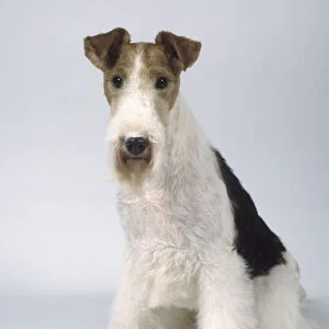 Wire Fox Terrier, looking at camera