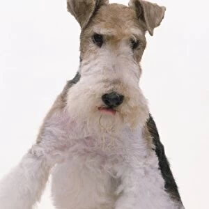 Wire Fox Terrier, sitting, looking at camera
