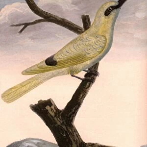 Yellow bee-eater on the Coromandel coast