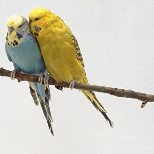 Yellow Budgerigar cuddling up to a blue Budgerigar perching next to it (Melopsittacus undulatus), front view