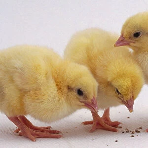 Three yellow chicks, two are pecking and the third is standing