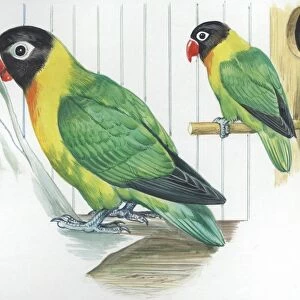 Yellow-collared Lovebirds Agapornis personatus, illustration