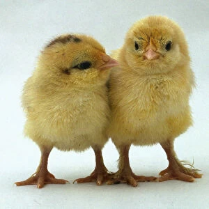 Two yellow fluffy chicks (Gallus gallus) standing together facing each other