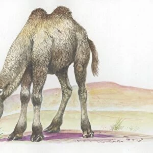 Young Bactrian camel Camelus bactrianus, illustration
