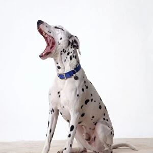 Young Dalmatian dog yawning