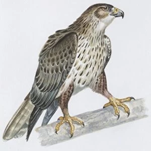Zoology: Birds, Bonellis Eagle (Hieraaetus fasciatus), illustration