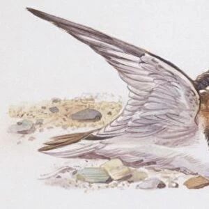 Zoology: Birds, Kentish Plover, (Charadrius alexandrinus), illustration