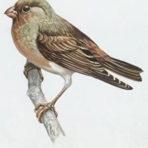 Zoology: Birds, Trumpeter Finch, (Rhodopechys githaginea), illustration