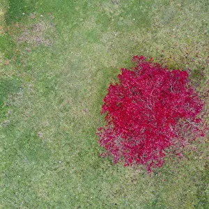 Aerial view of a pink tree