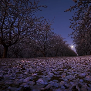 Almond tree under moonlight
