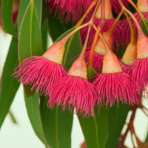 Amazing flora -flowering gum tree in Australia