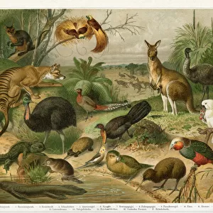 Animals in Australia Tasmania and New Zealand 1896