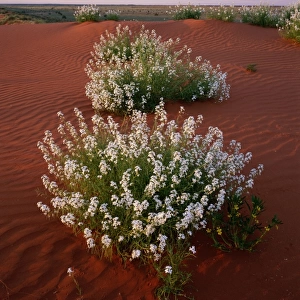 Australia, Northern Territory, Simpson Desert, wildflowers on dune