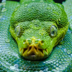 Green tree python Green tree python
