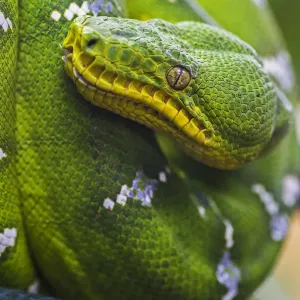 Green Tree Python Print - Close-Up Image Green Tree Python Print - Close-Up Image