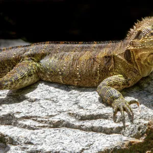 Lizards Collection: Australian Water Dragon