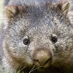 Vombatidae Jigsaw Puzzle Collection: Common Wombat