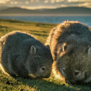 Baby wombat with the mother at Maria Island