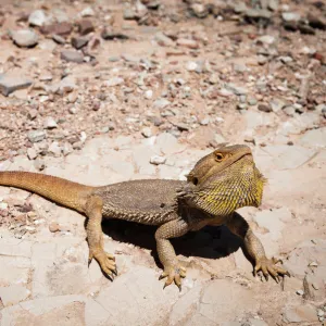Lizards Collection: Bearded Dragon