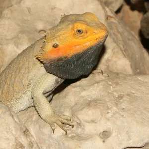 Bearded Dragon (Pogona vitticeps)