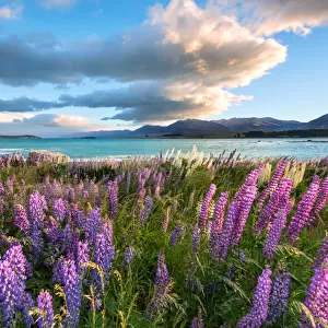 Beautiful lupines of New Zealand