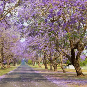 Trees Fine Art Print Collection: Stunning Jacaranda Trees