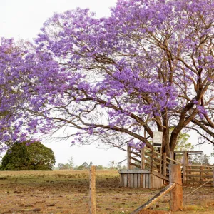 Beautiful Purple jacaranda Trees around a cattle pen