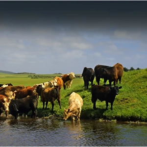 Beef cattle drinking from a dam on a lush grassland property, Darling Ranges, Flinders Island Tasmania