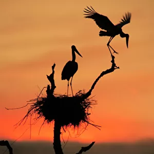 Storks Tote Bag Collection: Jabiru