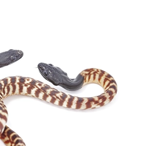 Black-headed Pythons (Aspidites melanocephalus)