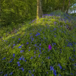 Bluebells flowering at East Morden