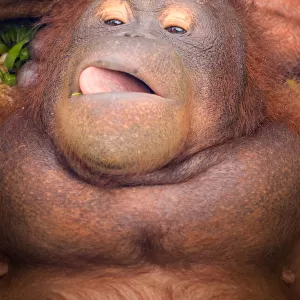 Bornean Orangutan chilling out