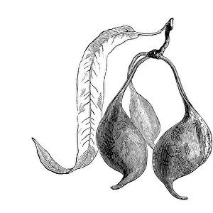 Botany plants antique engraving illustration: Brachychiton rupestris, narrow-leaved bottle tree, Queensland bottle tree