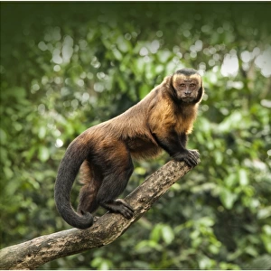 Brown Capuchin on a tree branch