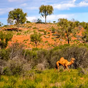 Camel in Australias red Center, Northern Territory