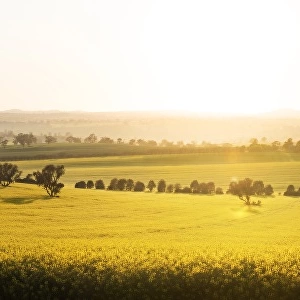 Canola field sunrise light country yellow
