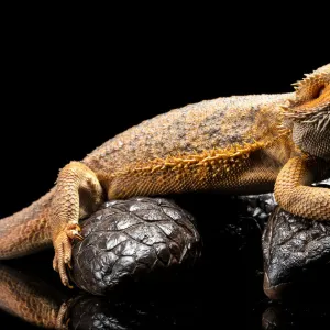 Close up of an Australian Water Dragon sitting on a Shingleback Skink against a black