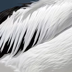 Close-up of an Australian Pelicans Wing (Pelecanus conspicillatus)