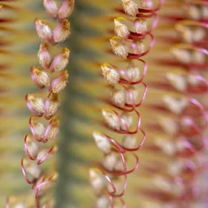 Close-up of a banksia flower, Western Australia, Australia