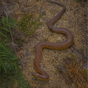 Copperhead snake, (Austrelaps superbus) King Island, Bass Strait, Tasmania