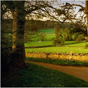 A country lane in the Cotswolds, Gloucestershire, England