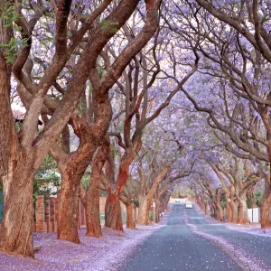 Country road and Jacaranda trees, Pretoria, South Africa