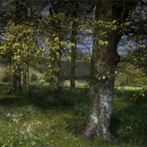 Dorset Collection: Alton Pancras