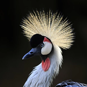Crowned Crane, (Balearica regulorum)