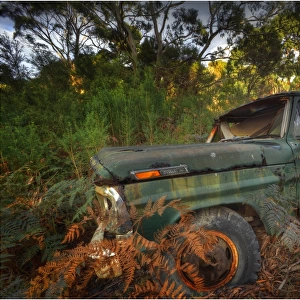 Derelict old Ford Pick-up lying on the roadside on King Island, Bass Strait, Tasmania, Australia