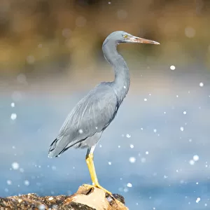 Herons Collection: Pacific Reef Heron