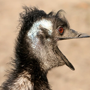 Emu All Emotional