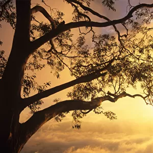 Eucalyptus tree and morning mist illuminated at sunrise